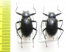 Plesiophthalmus nigrocyaneus nigrocyaneus  Japan - INSECTS-STORE.RU
