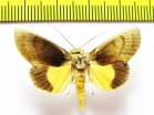 Noctuidae sp.  Bolivia - INSECTS-STORE.RU