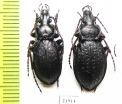 Carabus (Morphocarabus) odoratus putoranicus?, pair  N.Russia, Taimyr - INSECTS-STORE.RU