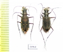 Calomera ? durvillei, pair  Indonesia, Papua - INSECTS-STORE.RU