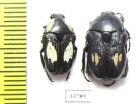 Bisallardiana decorticata, pair  Australia - INSECTS-STORE.RU