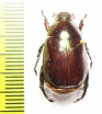 Rutelinae sp.  Malaysia, Borneo - INSECTS-STORE.RU