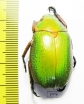 Chrysina spectabilis  Honduras - INSECTS-STORE.RU
