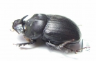 Copris sp.  South Africa Rep. - INSECTS-STORE.RU