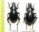 Callisthenes usgentensis, pair  Kirgizstan - INSECTS-STORE.RU