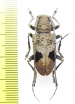 Cerambycidae sp.  Vietnam - INSECTS-STORE.RU