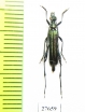 Metalloleptura gahani  Laos - INSECTS-STORE.RU