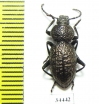 Tenebrionidae sp.  Australia - INSECTS-STORE.RU