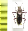 Tenebrionidae sp.  Malaysia, Borneo - INSECTS-STORE.RU