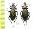 Carabus (Ainocarabus) avinovi, pair  Russia, Sakhalin isl. - INSECTS-STORE.RU