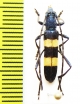Polyzonus fasciatus  Korea - INSECTS-STORE.RU