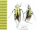 Macrodactylini sp.  Ecuador - INSECTS-STORE.RU