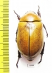 Rutelinae sp.  Panama - INSECTS-STORE.RU