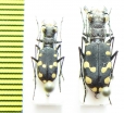 Cephalota maura, pair  Spain - INSECTS-STORE.RU