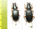 Carabidae sp.  Indonesia, Papua - INSECTS-STORE.RU