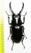 Prosopocoilus sp.  Indonesia, Sulawesi  64mm - INSECTS-STORE.RU
