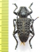 Cerambycidae sp.  Vietnam - INSECTS-STORE.RU
