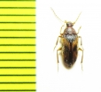Borboresthes signatipennis  Malaysia - INSECTS-STORE.RU
