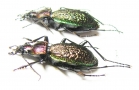 Carabus (Ainocarabus) avinovi, pair  Russia, Sakhalin isl. - INSECTS-STORE.RU