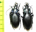 Carabus (Oxycarabus) saphyrinus pseudopirithous, pair  Turkey - INSECTS-STORE.RU