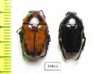 Bisallardiana variabilis, pair  Australia - INSECTS-STORE.RU