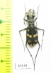 Cephalota maura  Spain - INSECTS-STORE.RU