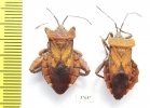 Hemiptera sp., pair  Honduras - INSECTS-STORE.RU