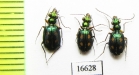 Carabidae sp.  Indonesia, Sumatra - INSECTS-STORE.RU
