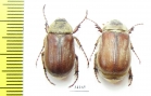 Chioneosoma tedschenense, pair  Uzbekistan - INSECTS-STORE.RU