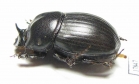 Copris sp.  South Africa Rep. - INSECTS-STORE.RU