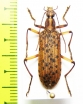 Tenebrionidae sp.  Malaysia, Borneo - INSECTS-STORE.RU
