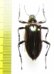 Campsiomorpha sp.  Malaysia, Borneo - INSECTS-STORE.RU
