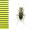 Cicindelinae sp.  Madagascar - INSECTS-STORE.RU