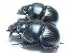 Lethrus kozhantchikovi, pair  Tajikistan - INSECTS-STORE.RU
