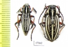 Dorcadion kapchagaicum, pair  Kazakhstan - INSECTS-STORE.RU