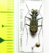 Cylindera discreta  Malaysia, Borneo - INSECTS-STORE.RU