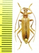 Pseudosieversia rufa  Russia, Far East - INSECTS-STORE.RU