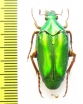 Chalcothea affinis  Malaysia, Borneo - INSECTS-STORE.RU
