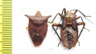Hemiptera sp.  Honduras - INSECTS-STORE.RU