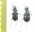 Cicindela lunulata, pair  Spain - INSECTS-STORE.RU