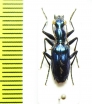 Carabidae sp.  Indonesia, Sumatra - INSECTS-STORE.RU