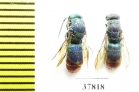 Chrysididae sp.  Russia, Tver reg. - INSECTS-STORE.RU