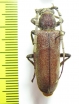 Cerambycidae sp.  South Africa Rep. - INSECTS-STORE.RU