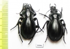 Callisthenes regelianus, pair  Tajikistan - INSECTS-STORE.RU