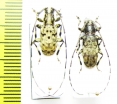 Mesocacia multimaculata, pair  Vietnam - INSECTS-STORE.RU