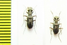 Cicindelinae sp., pair  Madagascar - INSECTS-STORE.RU