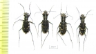 Cicindelinae sp., pair  Indonesia, Kalimantan - INSECTS-STORE.RU