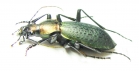 Carabus (Coptolabrus) jankowskii, male  Russia, Far East - INSECTS-STORE.RU