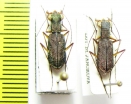 Odontocheila marginilabris, pair  Peru - INSECTS-STORE.RU