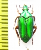 Chalcothea affinis  Malaysia, Borneo - INSECTS-STORE.RU